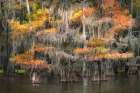 Bald cypress trees and autumn colors in southern swamp, Caddo Lake, Texas. Art Print